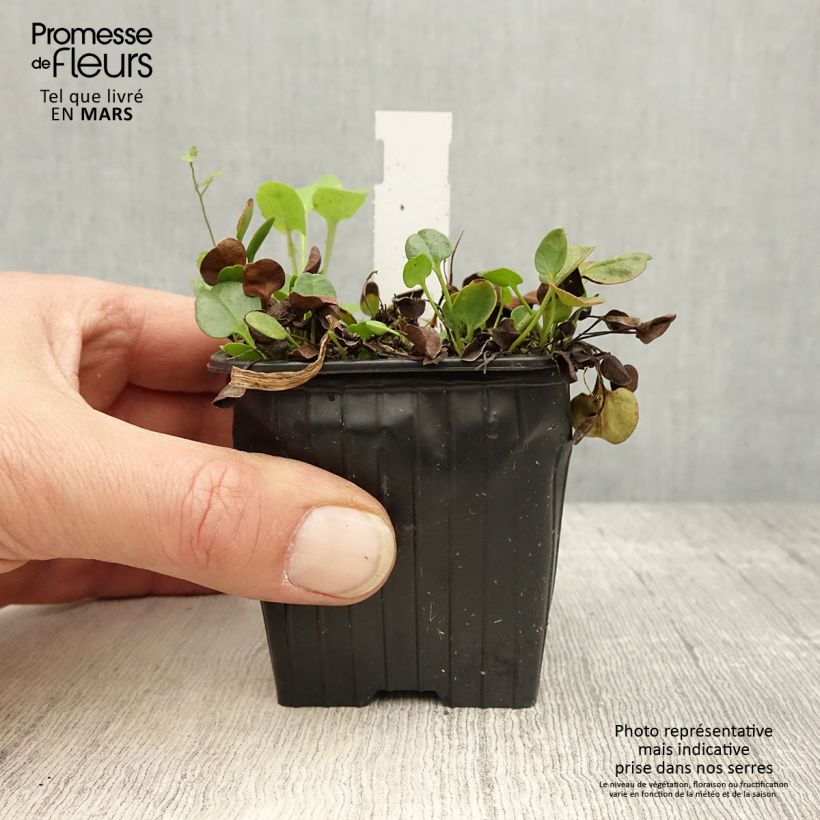 Spécimen de Falkia repens - Petites oreilles Godet de 8/9 cm tel que livré au printemps