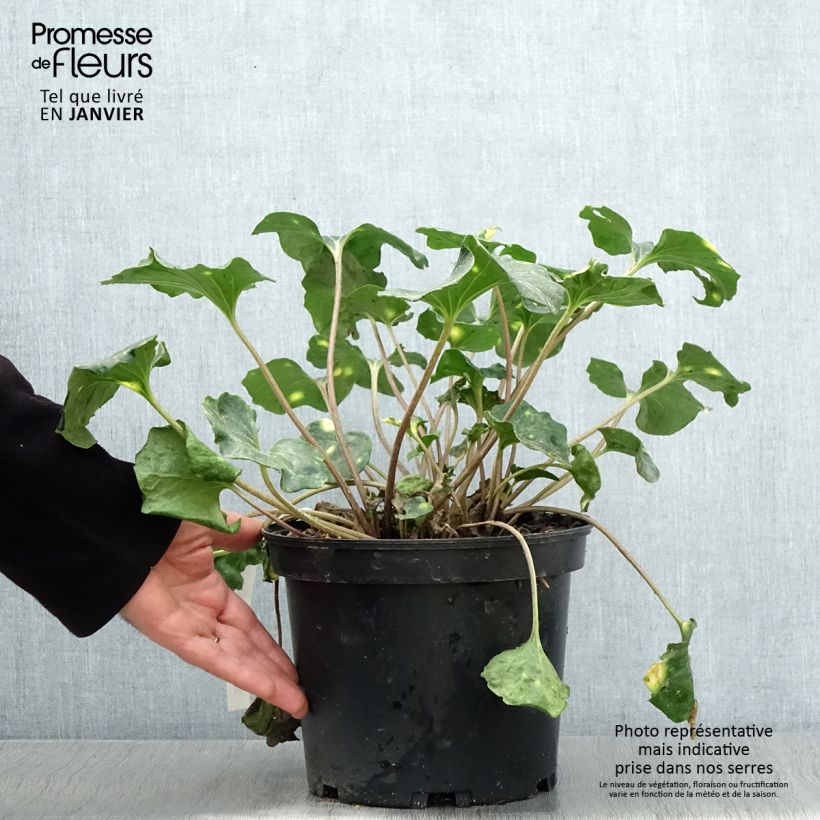 Spécimen de Farfugium japonicum Aureomaculatum - Plante Panthère. Pot de 3L/4L tel que livré en hiver