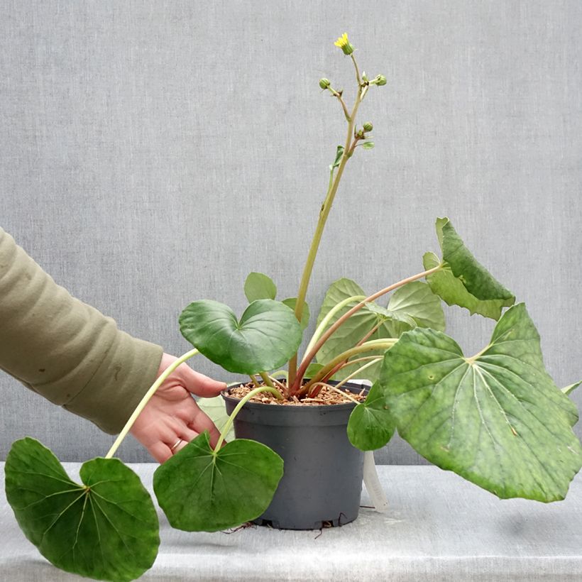 Spécimen de Farfugium japonicum - Plante panthère Pot de 3L/4L tel que livré en hiver