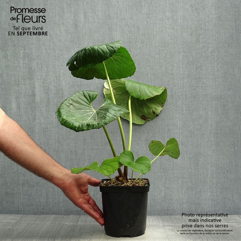 Spécimen de Farfugium japonicum - Plante panthère Pot de 3L/4L tel que livré en automne