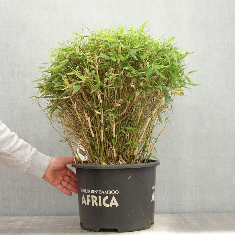 Spécimen de Fargesia Moontears - Bambou non traçant Pot de 12L/15L, Boule, Boule de 40/50 cm de diamètre tel que livré au printemps