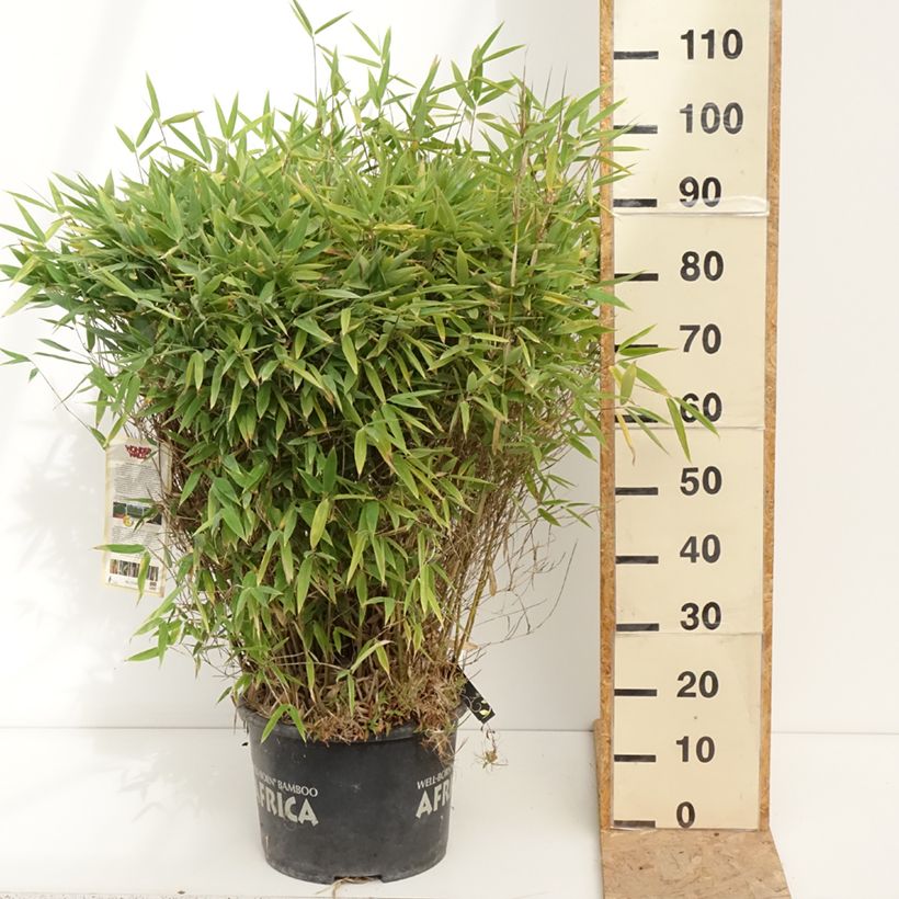 Spécimen de Fargesia Moontears - Bambou non traçant Pot de 12L/15L, Boule de 40/50 cm de diamètre tel que livré en été