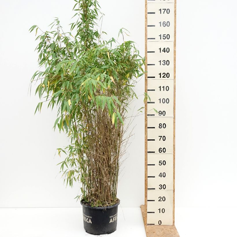 Spécimen de Fargesia murielae Ivory Ibis - Bambou non traçant Pot de 7,5L/10L tel que livré en automne