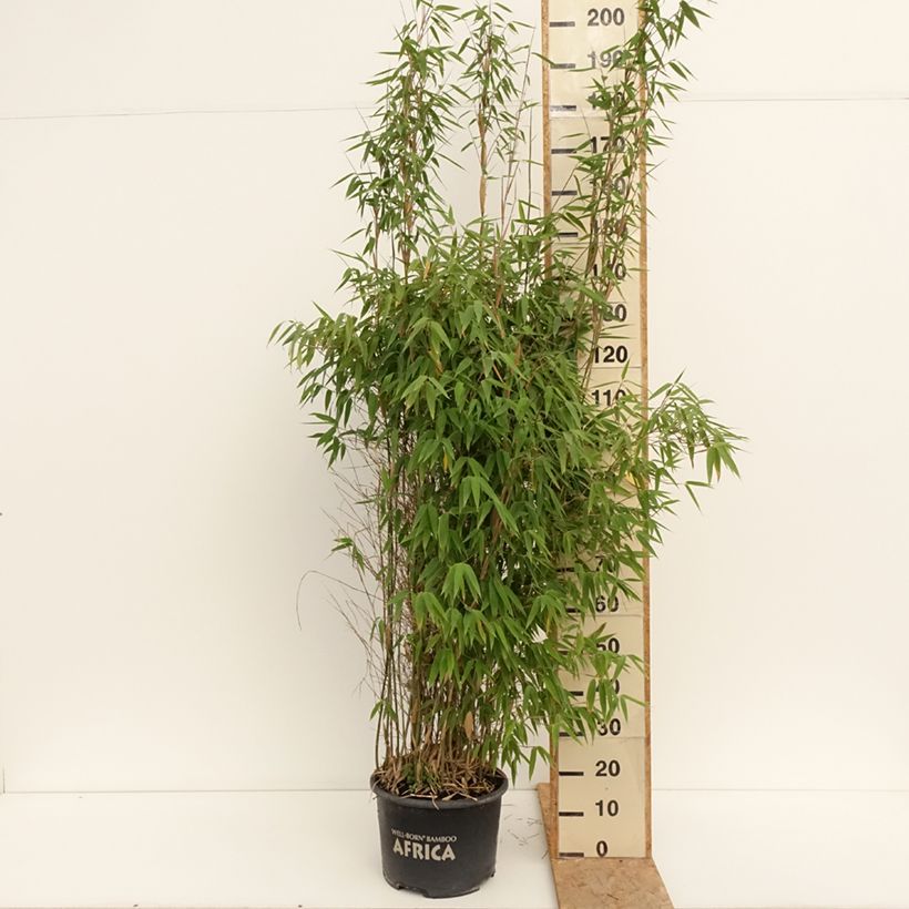 Spécimen de Fargesia murielae Ivory Ibis - Bambou non traçant Pot de 7,5L/10L tel que livré en été