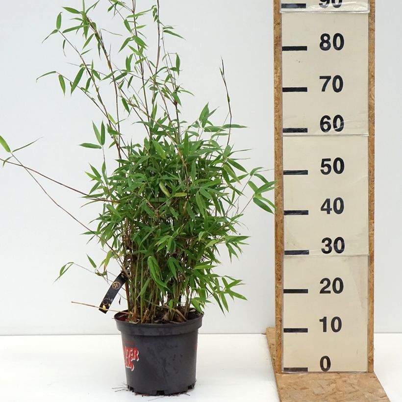 Spécimen de Fargesia murielae Violet Woods - Bambou non traçant Pot de 4L/5L tel que livré en automne