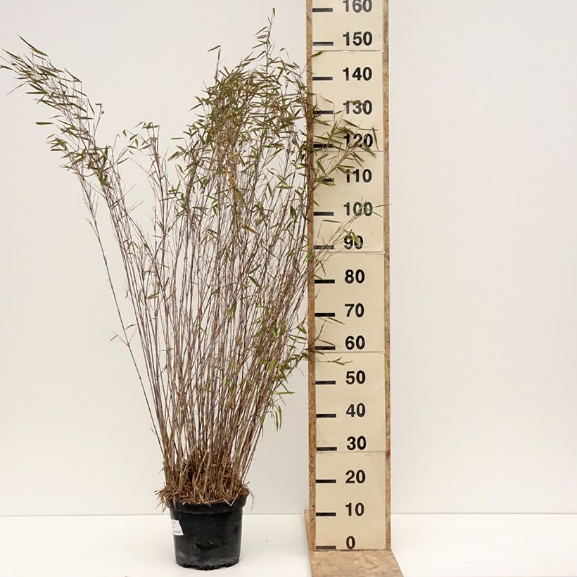 Spécimen de Fargesia nitida Gansu - Bambou non traçant Pot de 7,5L/10L tel que livré en hiver