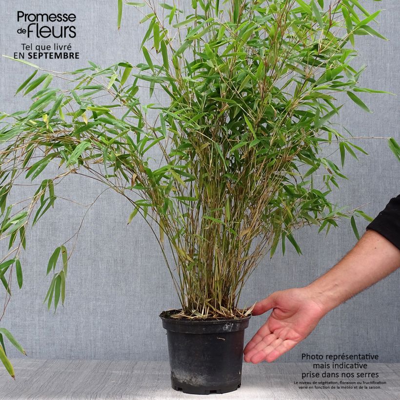 Spécimen de Fargesia nitida Obelisk - Bambou non traçant Pot de 2L/3L tel que livré en automne