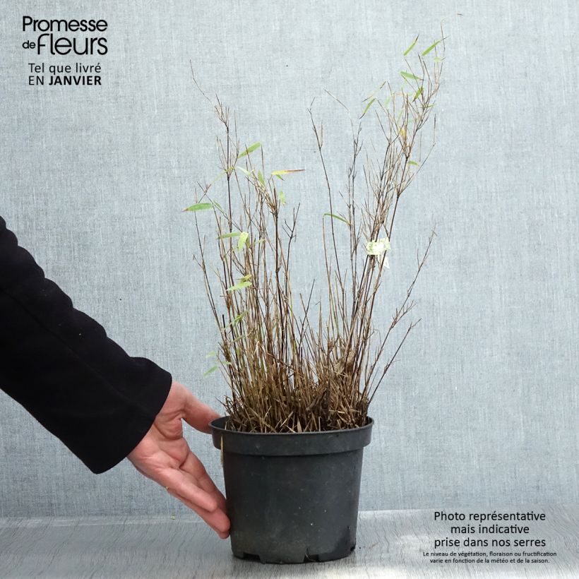 Spécimen de Fargesia nitida Red Dragon - Bambou non traçant Pot de 2L/3L tel que livré en hiver