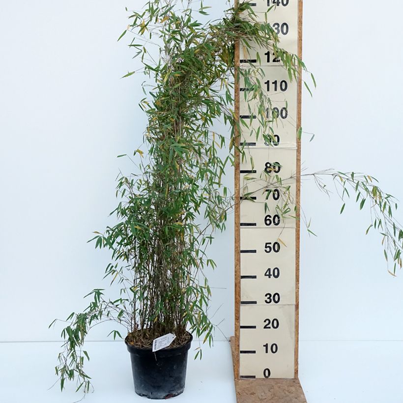 Spécimen de Fargesia nitida Red Dragon - Bambou non traçant Pot de 7,5L/10L tel que livré en automne
