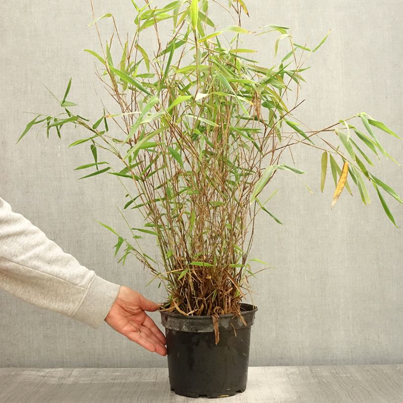 Spécimen de Fargesia papyrifera Blue Dragon - Bambou non traçant Pot de 4L/5L tel que livré en automne
