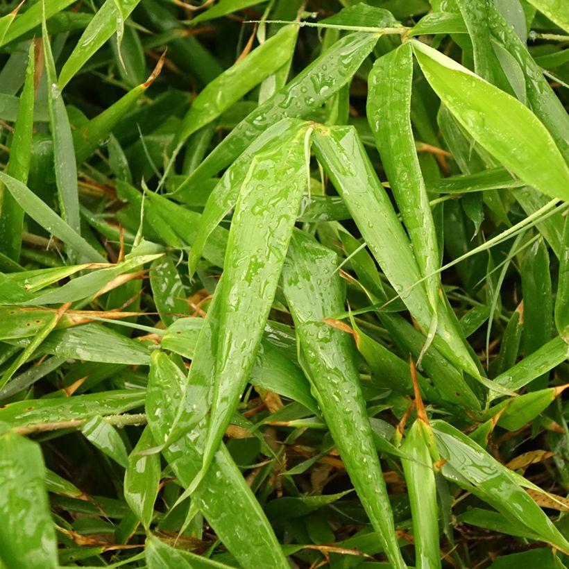 Fargesia robusta Formidable (Feuillage)