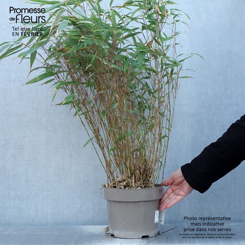 Spécimen de Fargesia robusta Formidable Pot de 4L/5L tel que livré en hiver