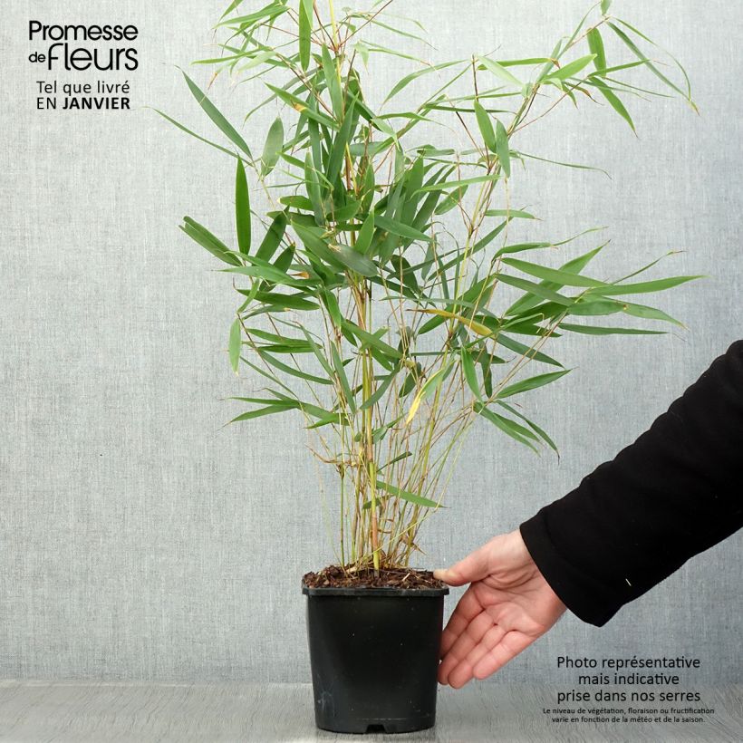 Spécimen de Fargesia robusta Pingwu - Bambou non traçant Pot de 2L/3L tel que livré en hiver