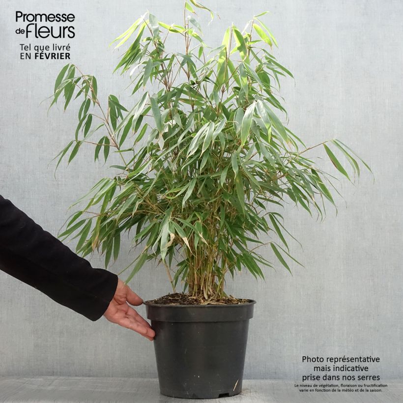 Spécimen de Fargesia robusta Pingwu - Bambou non traçant Pot de 7,5L/10L tel que livré en hiver