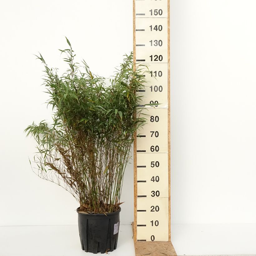 Spécimen de Fargesia robusta Wenchuan - Bambou non traçant Pot de 12L/15L tel que livré en automne