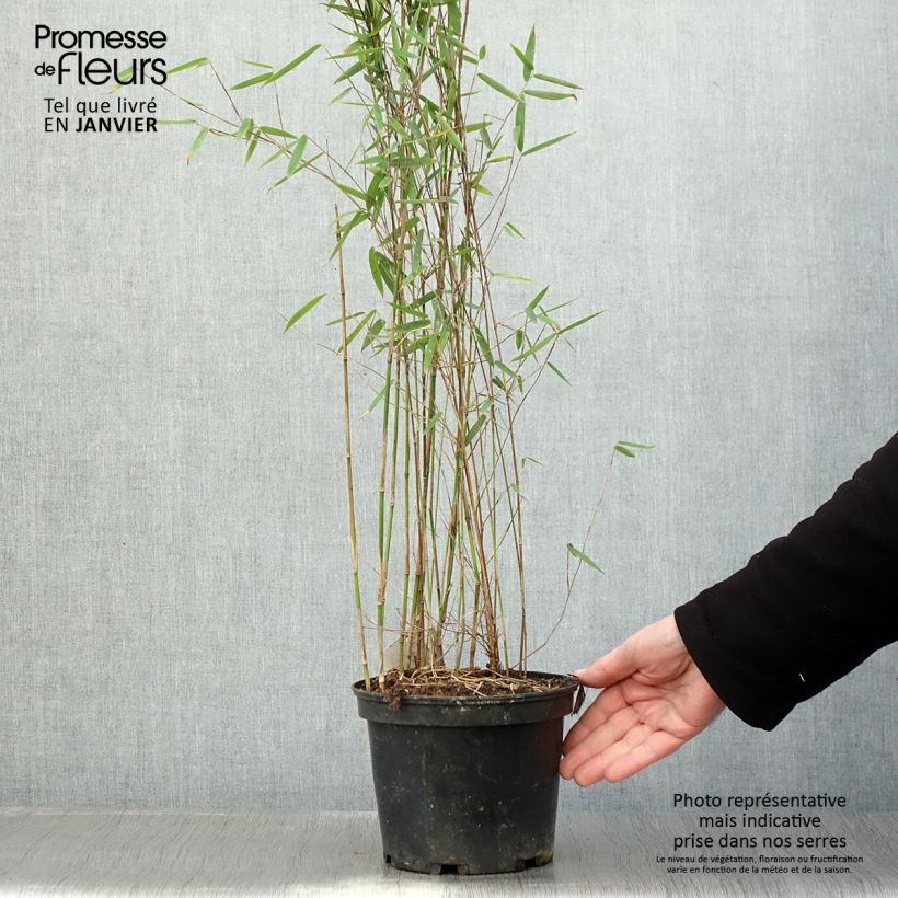 Spécimen de Fargesia sp Jiuzhaigou Deep Purple - Bambou non traçant. Pot de 2L/3L tel que livré en hiver