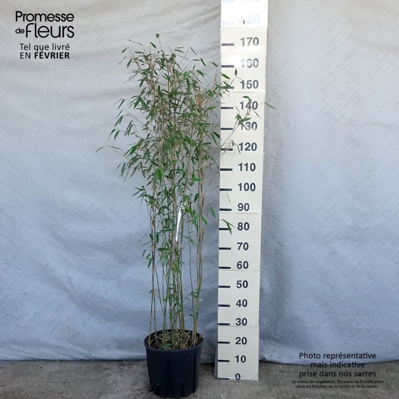 Spécimen de Fargesia Viking - Bambou non traçant Pot de 12L/15L tel que livré en hiver