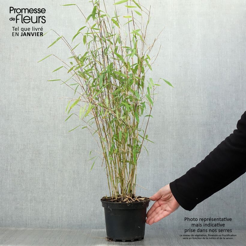 Spécimen de Fargesia Winter Joy - Bambou non traçant Pot de 2L/3L tel que livré en hiver