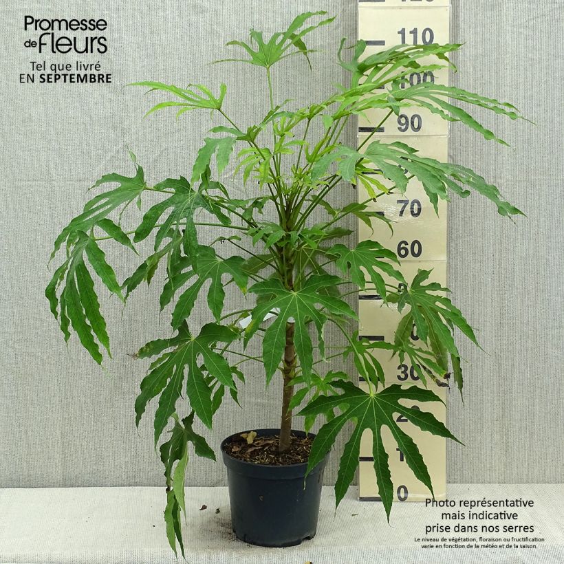 Spécimen de Fatsia polycarpa Green Fingers - Fatsia de Taiwan Pot de 6L/7L tel que livré en automne