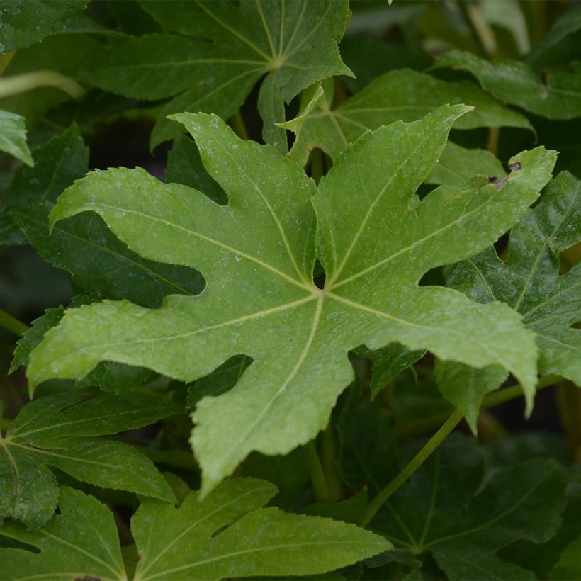 Faux-aralia - Fatsia japonica (Feuillage)