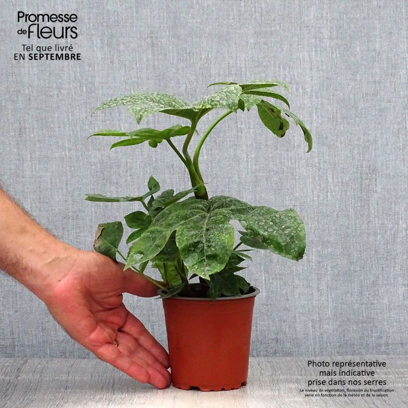 Spécimen de Faux-aralia - Fatsia japonica Godet de 8/9 cm tel que livré en automne
