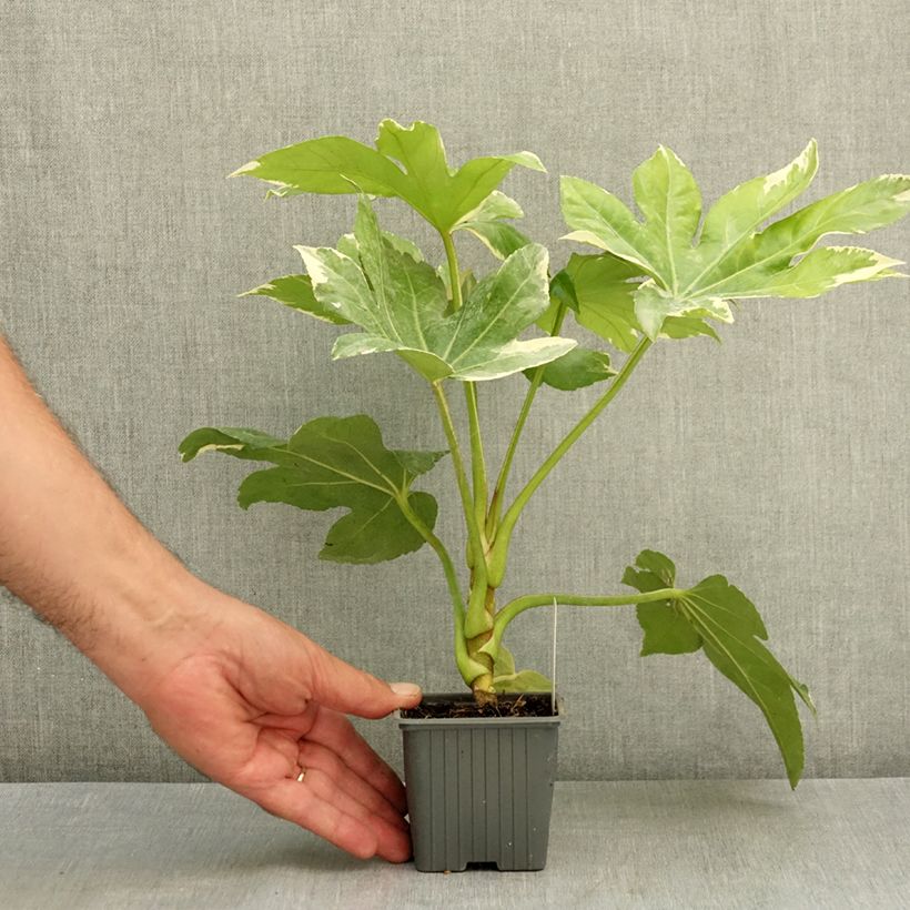 Spécimen de Faux-aralia - Fatsia japonica Variegata Godet de 8/9 cm tel que livré en été