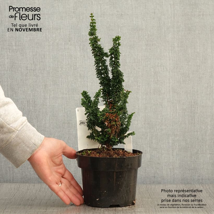 Spécimen de Faux cyprès du Japon - Chamaecyparis obtusa Chirimen Pot de 2L/3L tel que livré en automne