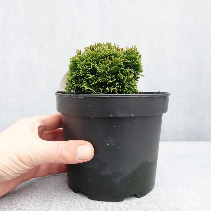 Spécimen de Faux cyprès du Japon - Chamaecyparis obtusa Juniperoides               Pot de 2L/3L tel que livré en hiver