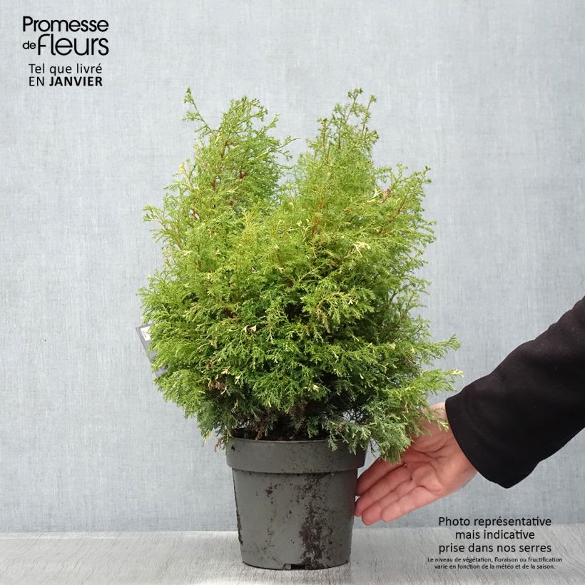Spécimen de Faux cyprès du Japon - Chamaecyparis obtusa Saffron Spray -               Pot de 2L/3L tel que livré en hiver
