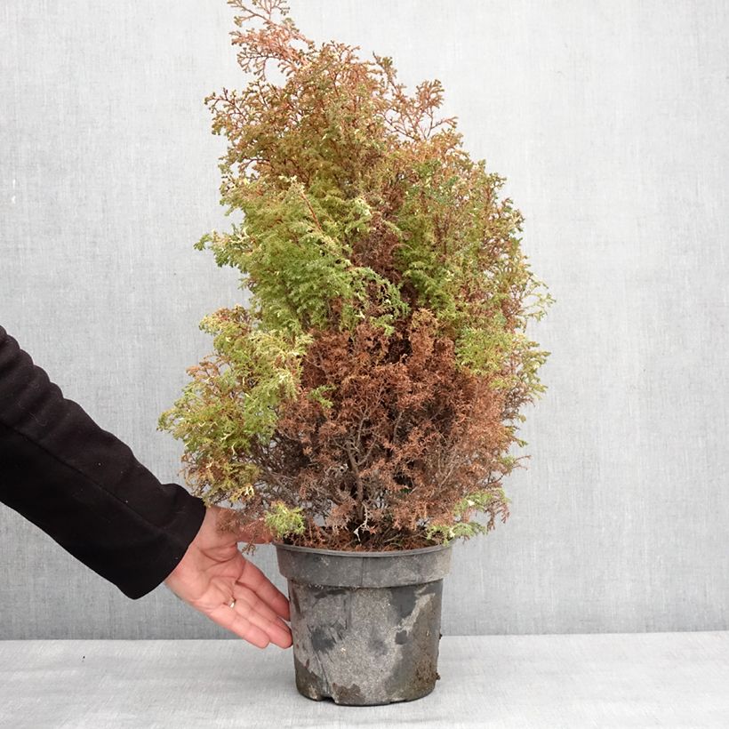 Spécimen de Faux cyprès du Japon - Chamaecyparis obtusa Snowflake Pot de 2L/3L tel que livré en hiver
