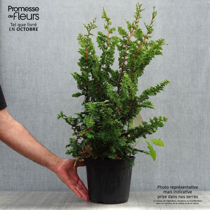 Spécimen de Faux cyprès du Japon - Chamaecyparis obtusa Teddy Bear Pot de 4L/5L tel que livré en automne