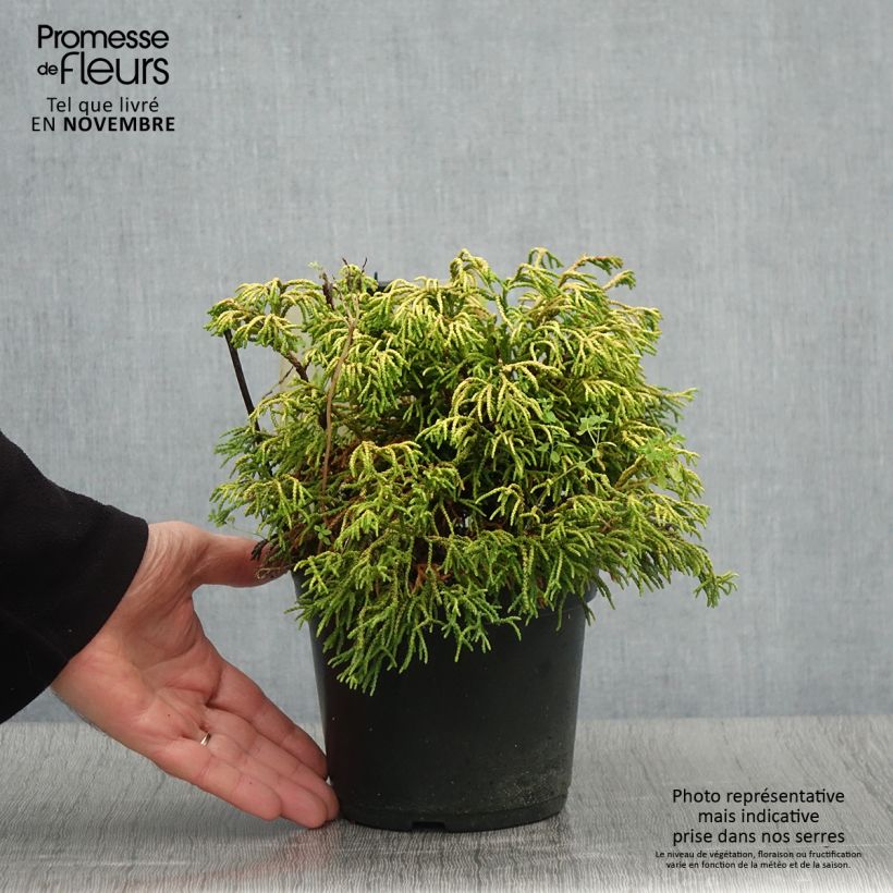 Spécimen de Faux cyprès du Japon - Chamaecyparis obtusa Tsatsumi Gold                Pot de 2L/3L tel que livré en automne