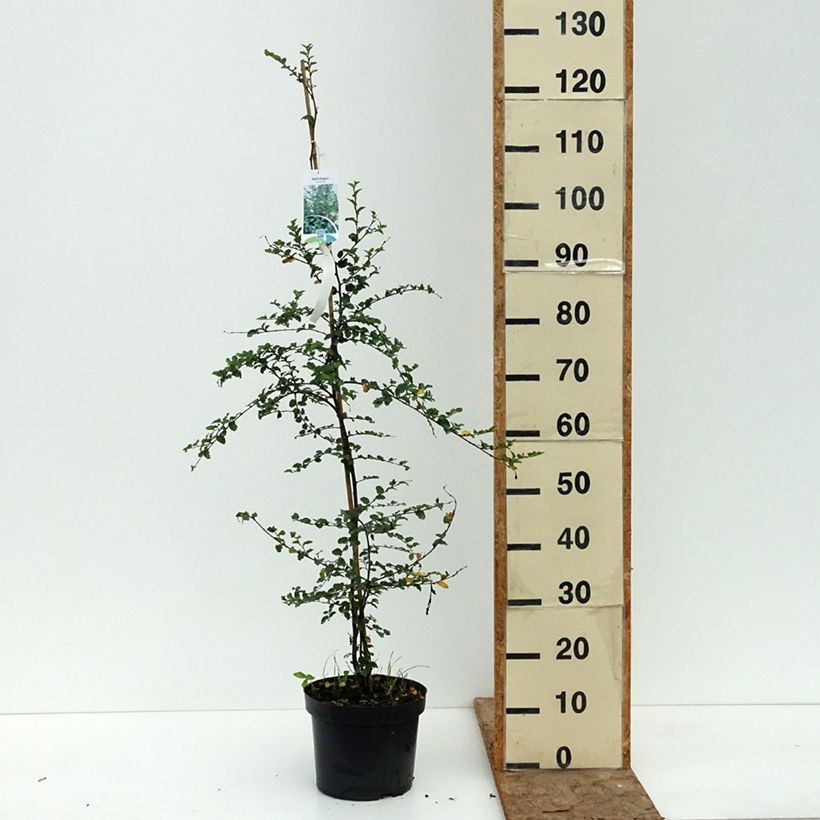 Spécimen de Faux Hêtre austral - Nothofagus antarctica Pot de 4L/5L tel que livré en été