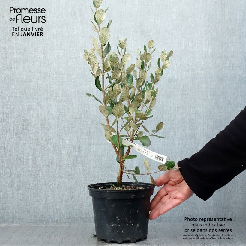 Spécimen de Feijoa ou Acca sellowiana Apollo - Goyavier du Brésil Pot de 3L/4L tel que livré en hiver