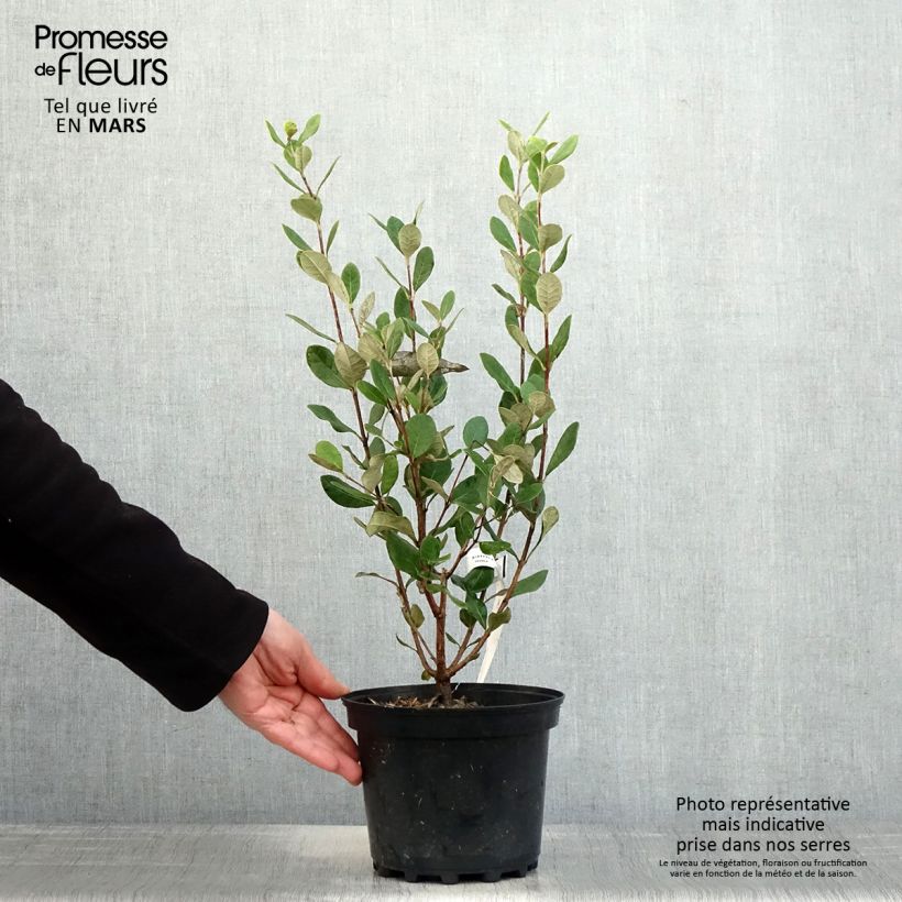 Spécimen de Feijoa ou Acca sellowiana Apollo - Goyavier du Brésil Pot de 2L/3L tel que livré au printemps