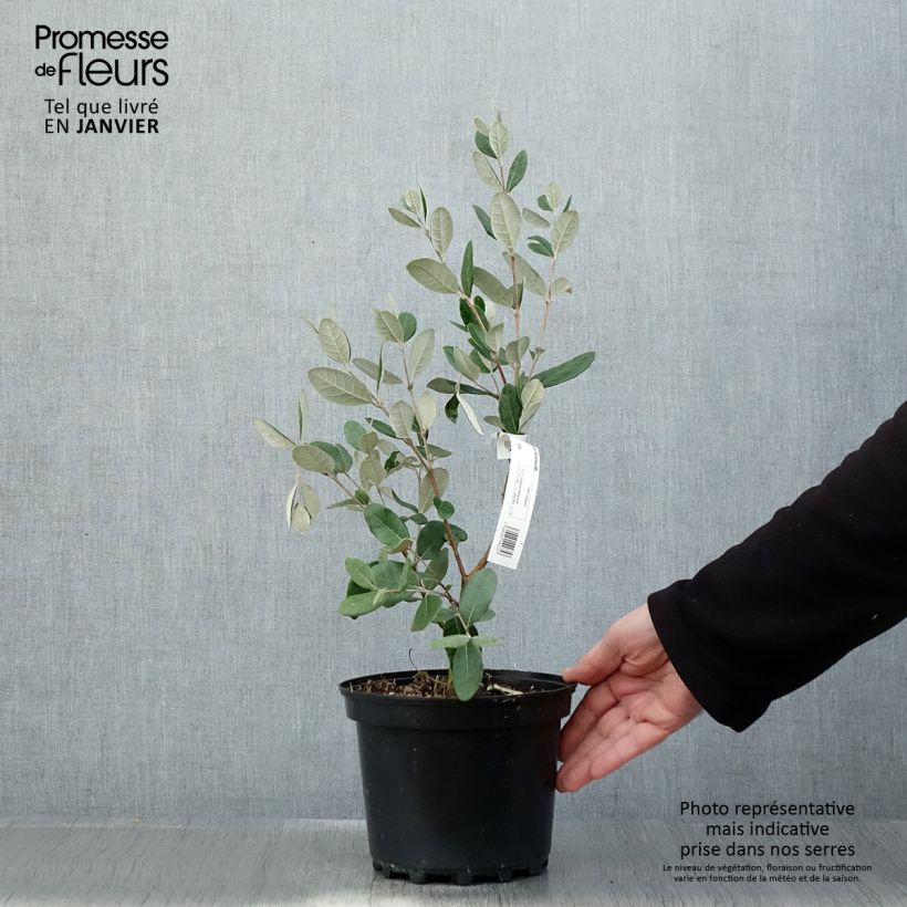 Spécimen de Feijoa ou Acca sellowiana Mammouth - Goyavier du Brésil Pot de 3L/4L tel que livré en hiver