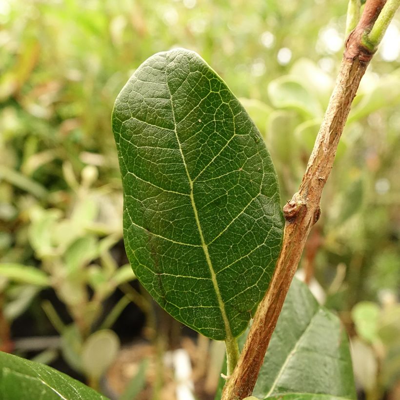Feijoa ou Acca sellowiana Mammouth - Goyavier du Brésil (Feuillage)