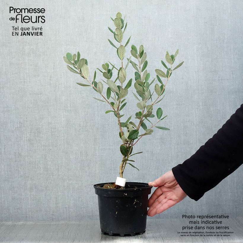 Spécimen de Feijoa ou Acca sellowiana Triumph - Goyavier du Brésil Pot de 3L/4L tel que livré en hiver