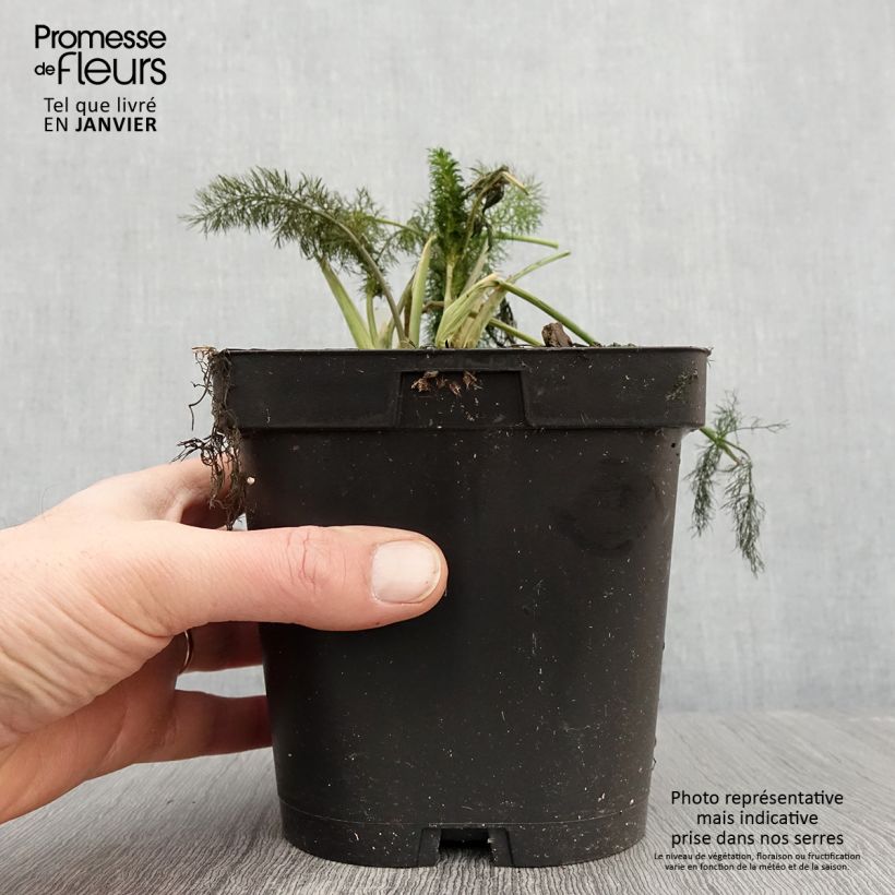Spécimen de Fenouil Bronze Pot de 2L/3L tel que livré en hiver