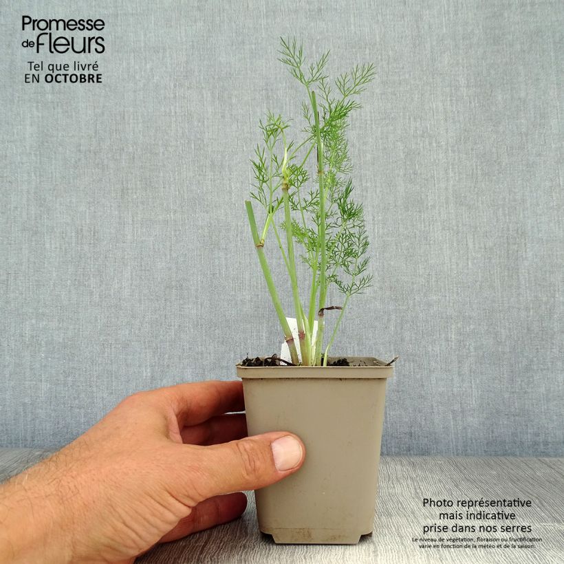Spécimen de Fenouil - Foeniculum vulgare Godet de 7/8 cm tel que livré en automne