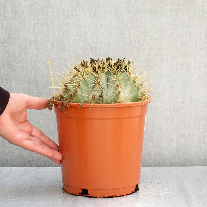 Spécimen de Ferocactus glaucescens - Cactus tonneau Pot de 4L/5L tel que livré en automne
