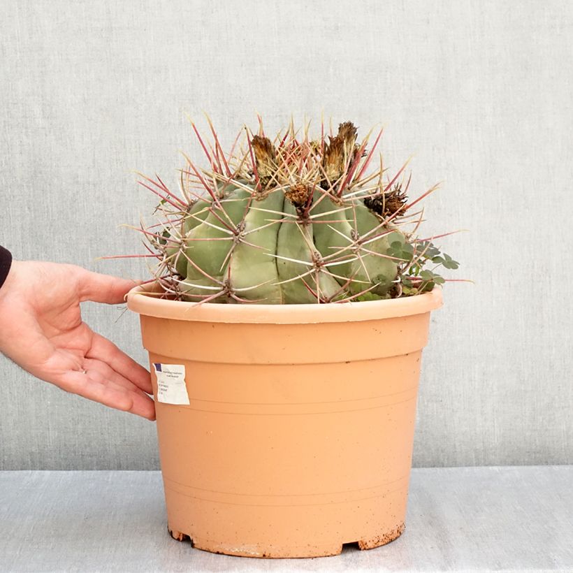 Spécimen de Ferocactus gracilis subsp. coloratus Coupe 7,5L / 10L tel que livré en automne
