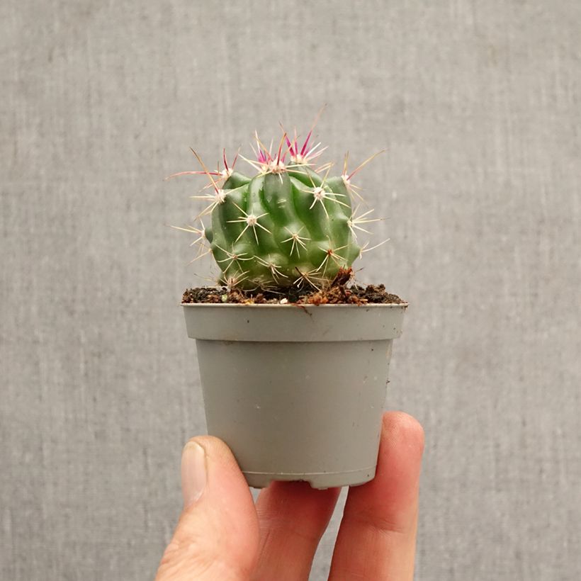 Spécimen de Ferocactus stainesii - Cactus  Mini-plante tel que livré au printemps