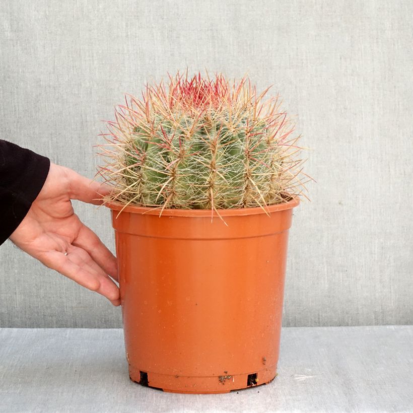 Spécimen de Ferocactus stainesii - Cactus  Pot de 4L/5L tel que livré en automne