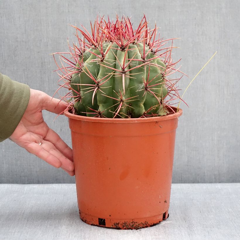 Spécimen de Ferocactus stainesii - Cactus  Pot de 4L/5L tel que livré en hiver