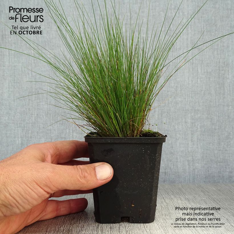 Spécimen de Festuca amethystina - Fétuque améthyste Godet de 8/9 cm tel que livré en automne