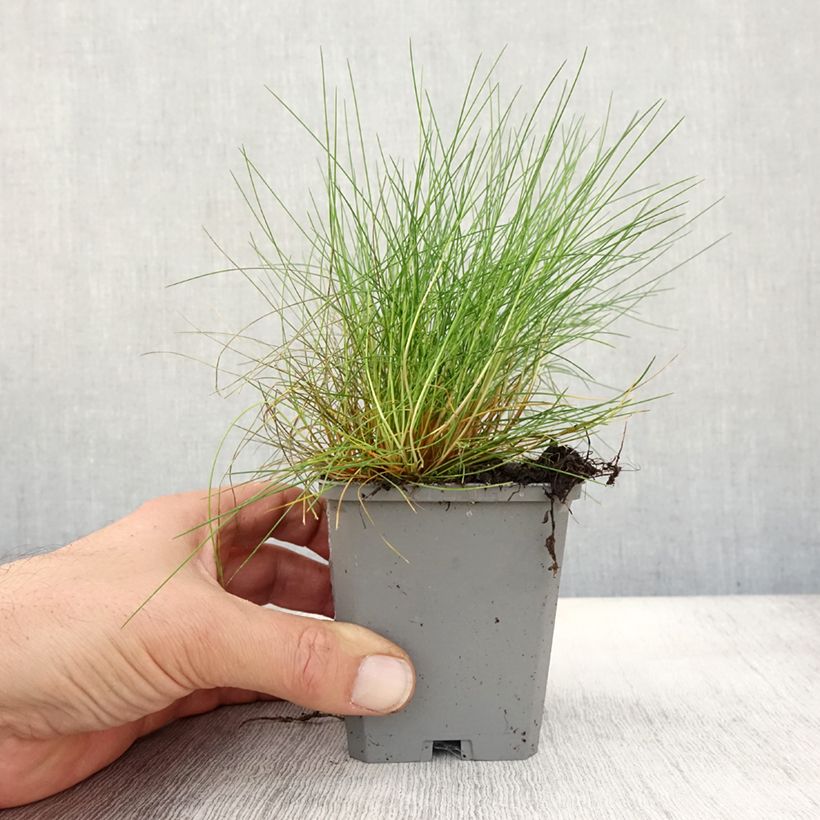 Spécimen de Festuca gautieri - Fétuque de Gautier Godet de 8/9 cm tel que livré en automne
