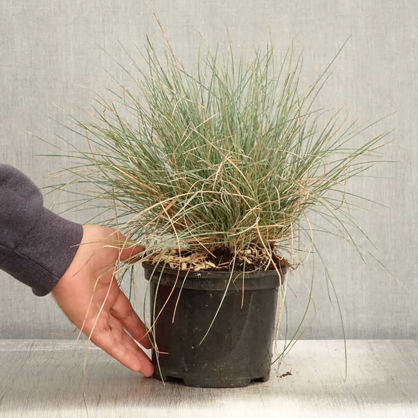 Spécimen de Festuca Intense Blue - Fétuque bleue Pot de 2L/3L tel que livré en automne