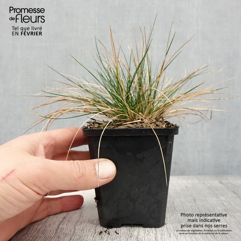 Spécimen de Festuca Sunrise - Fétuque Godet de 8/9 cm tel que livré en hiver