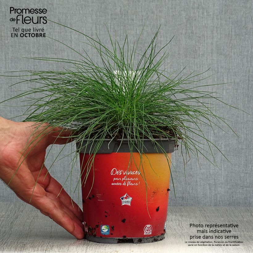 Spécimen de Fétuque bleue - Festuca glauca Pot de 2L/3L tel que livré en automne